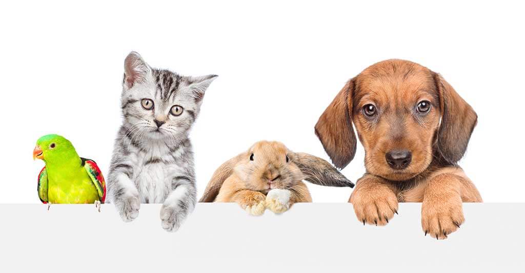 bird, parakeet, kitten, cat, bunny, rabbit, puppy, dog, pets, pet-nup, benefits of adding your pet to your pre-nuptial agreement.