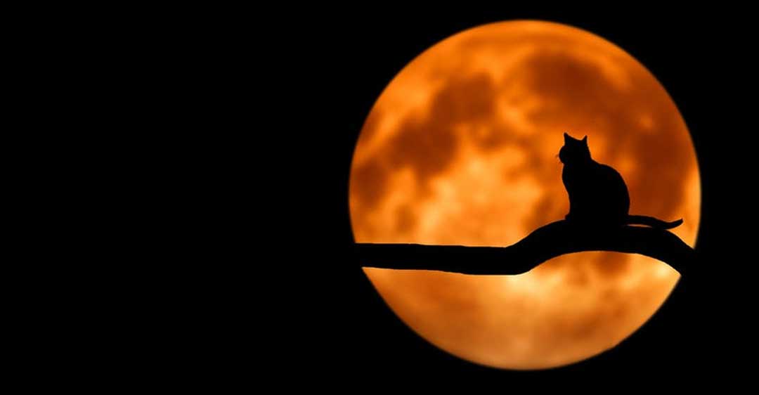 silhouette of full orange moon with cat on branch, 6 Scary Litigation Stories