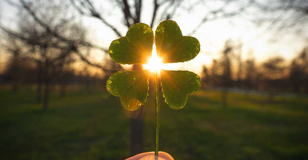 four leaf clover held up in the gleam of the setting sun, basics of estate planning in florida